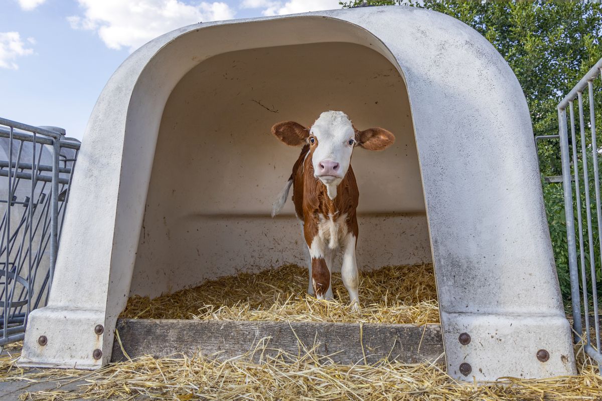 Calf Housing and Management 
