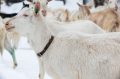 Goat Care in Severe Winter Weather 