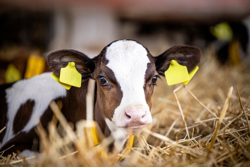 calf gel, vitafirm