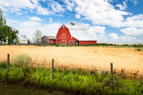 American Cattlemen, Farm, Diary Farm, Farm Succession, Own a farm