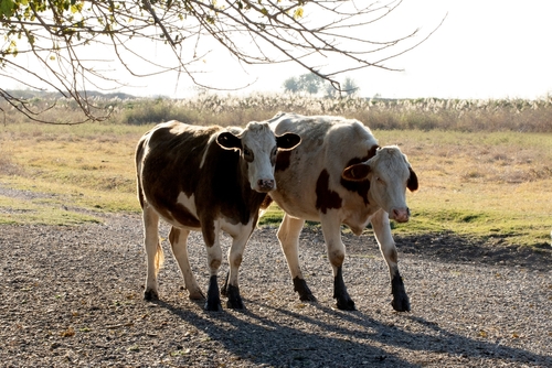 Purina Dairy Beef