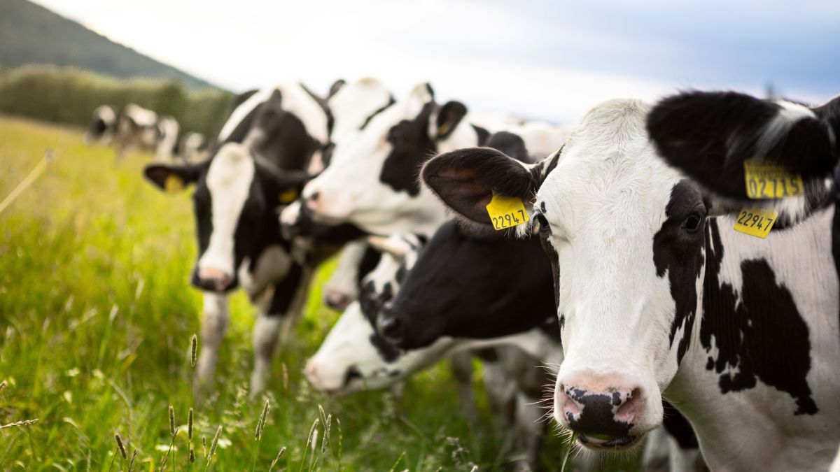 Managing Internal Parasites in Dairy Cattle