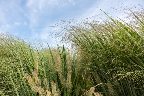 NRCS CRP Iowa