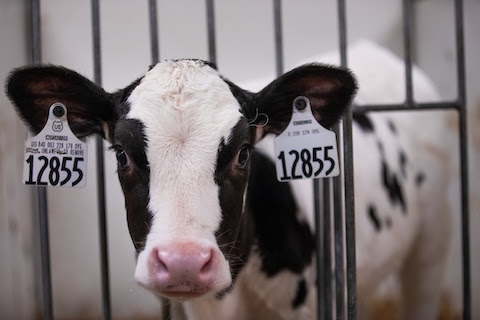 Iowa State Extension Dairy Iowa State Extension Dairy