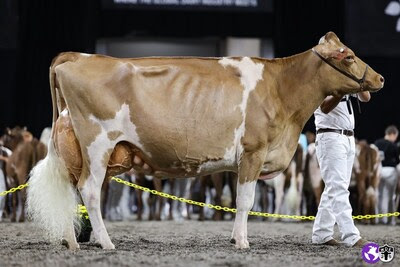 supremo World Dairy Expo Guernsey