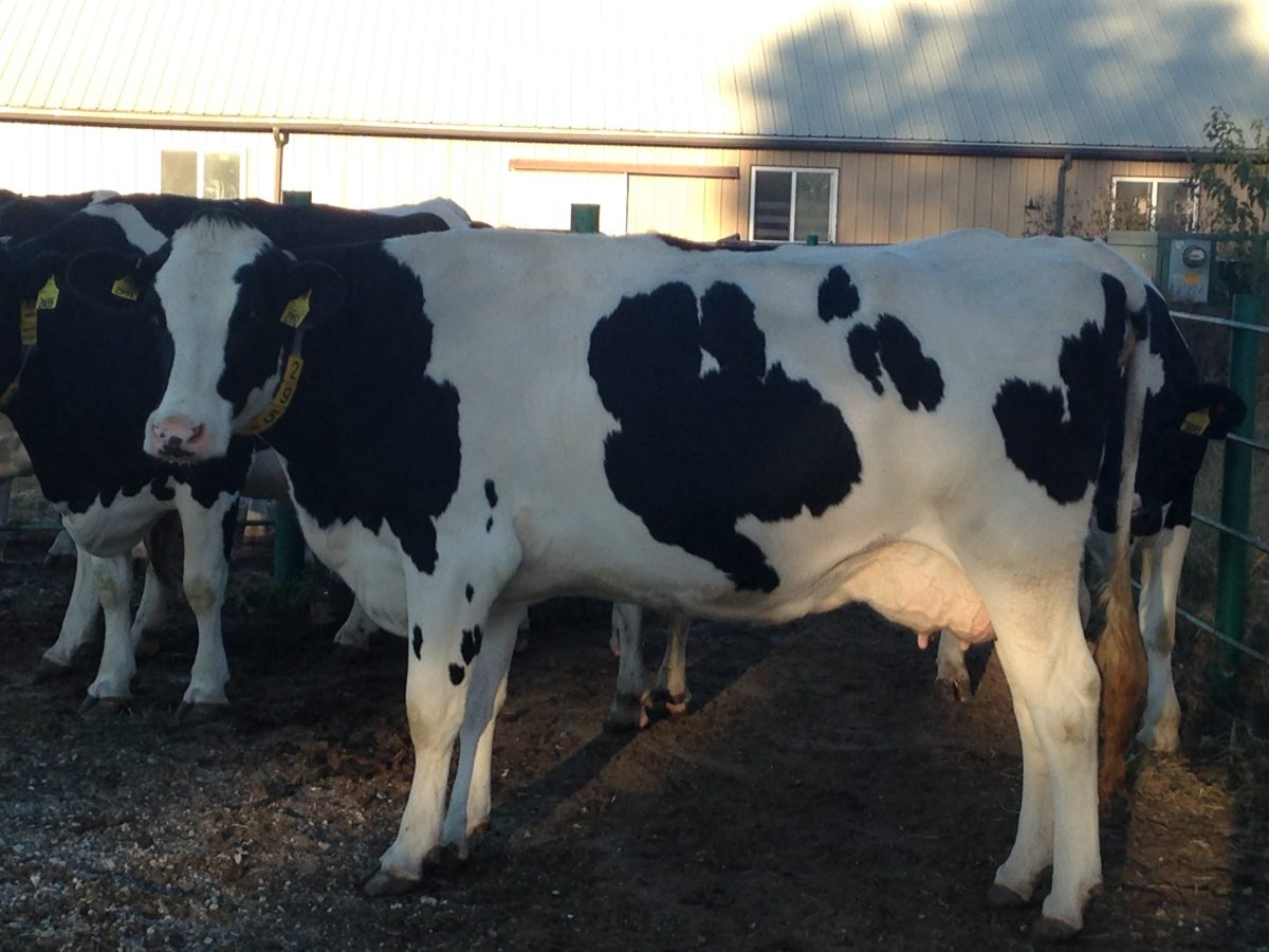 Importance of Genetic Selection in Dairy