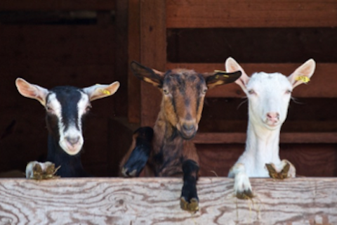 ISU Dairy Goat Management Seminar 2025