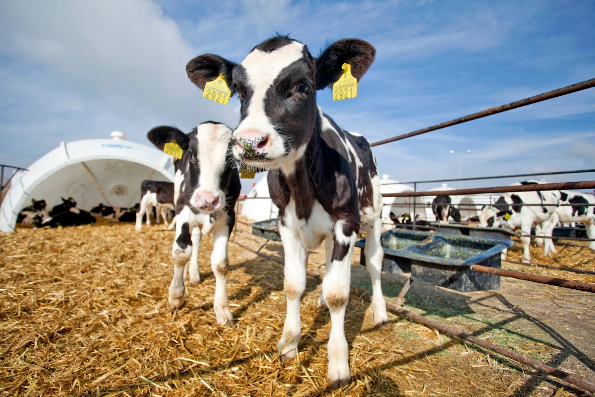 Strategies to Combat Calf Scours