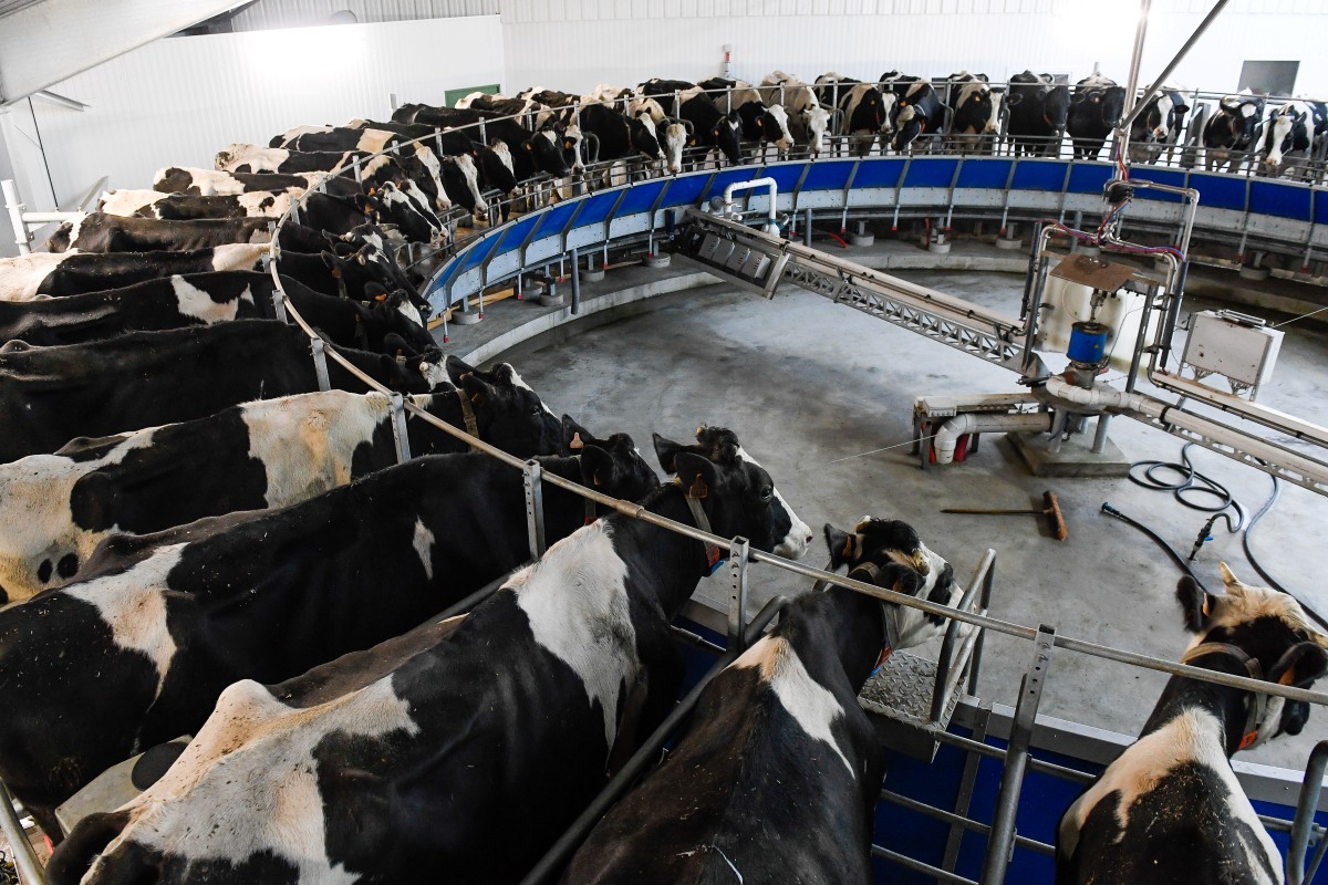 Modern Dairy Facilities