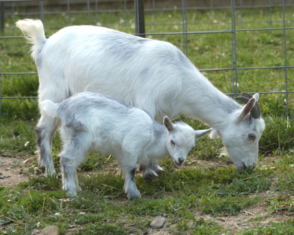 Care of Does Before Kidding