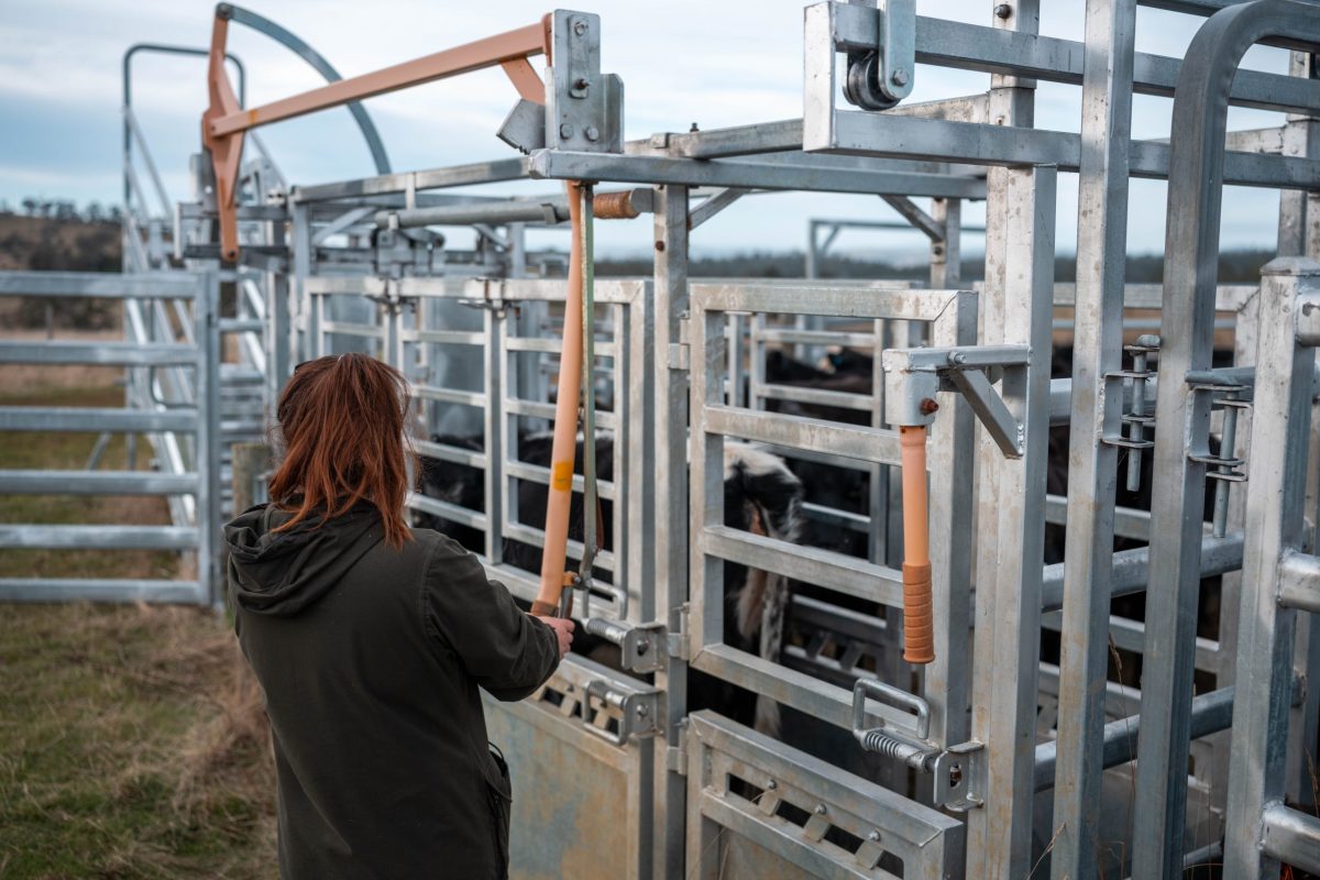 Mobile Cattle Chutes for Safety