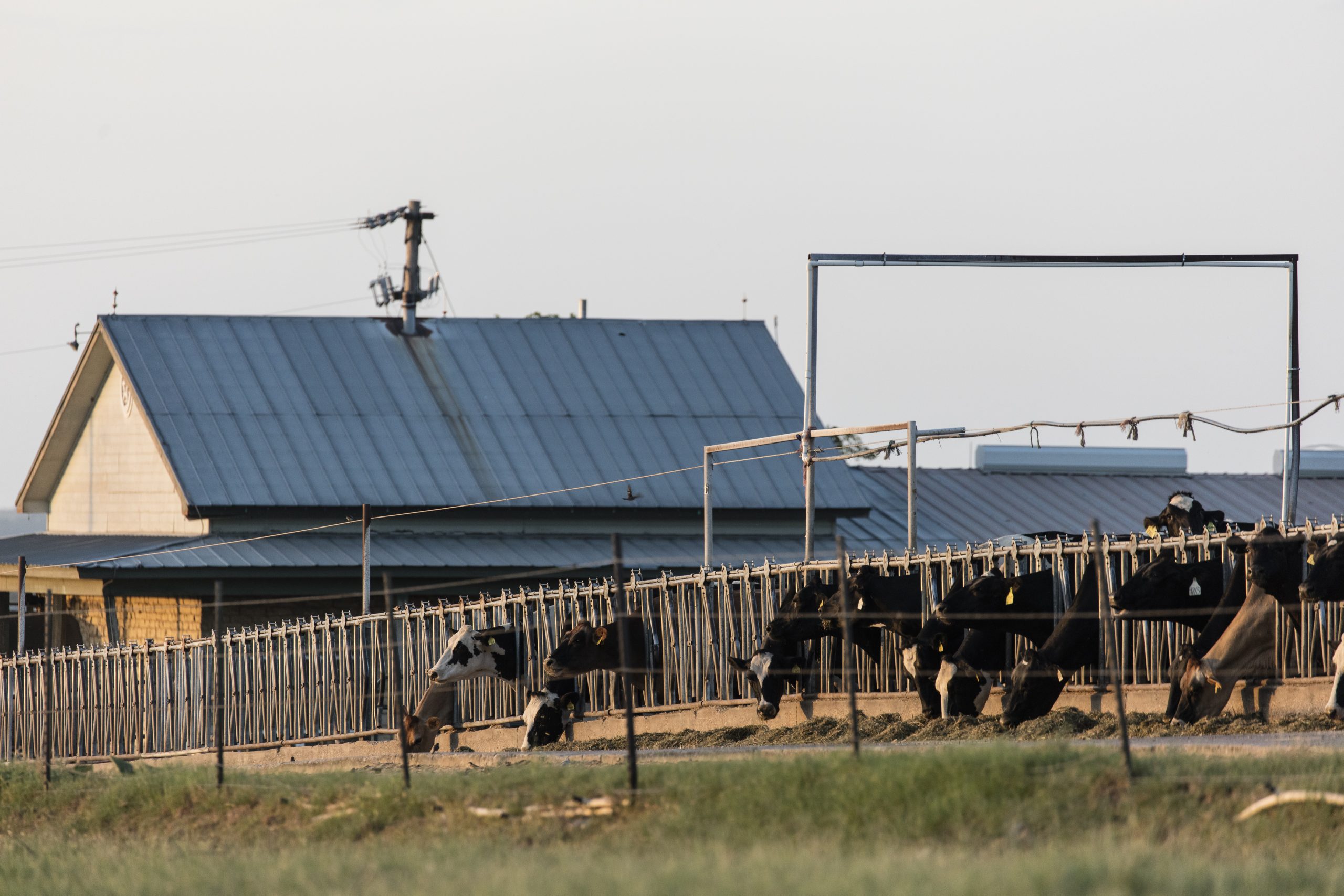 “Managing Fly Infestations By Location” Central Life Sciences, Clarifly