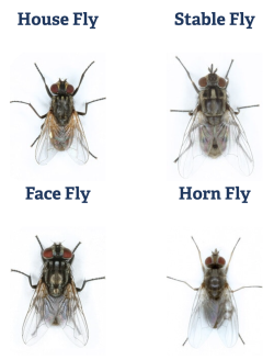 “Managing Fly Infestations By Location” Central Life Sciences, Clarifly
