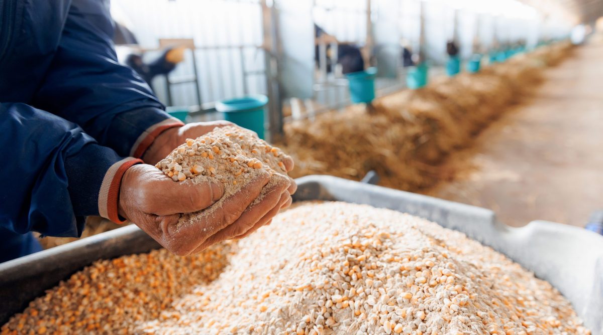 Maximize Dairy Nutrition