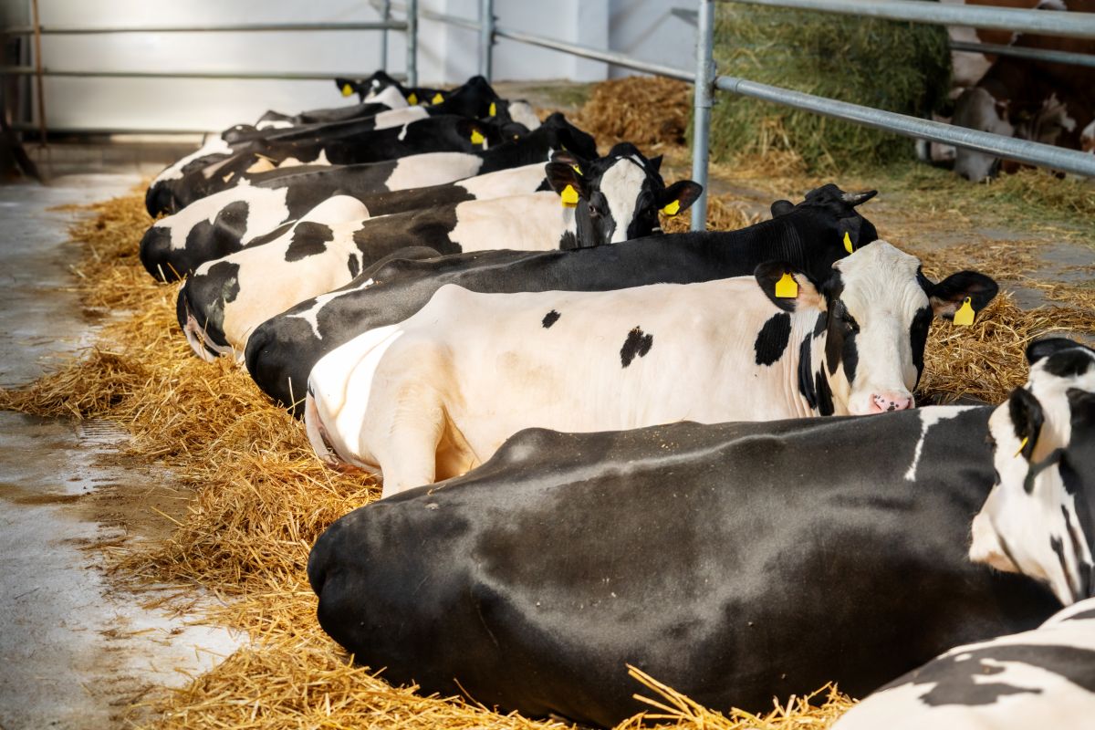 Bedding Dairy Cattle