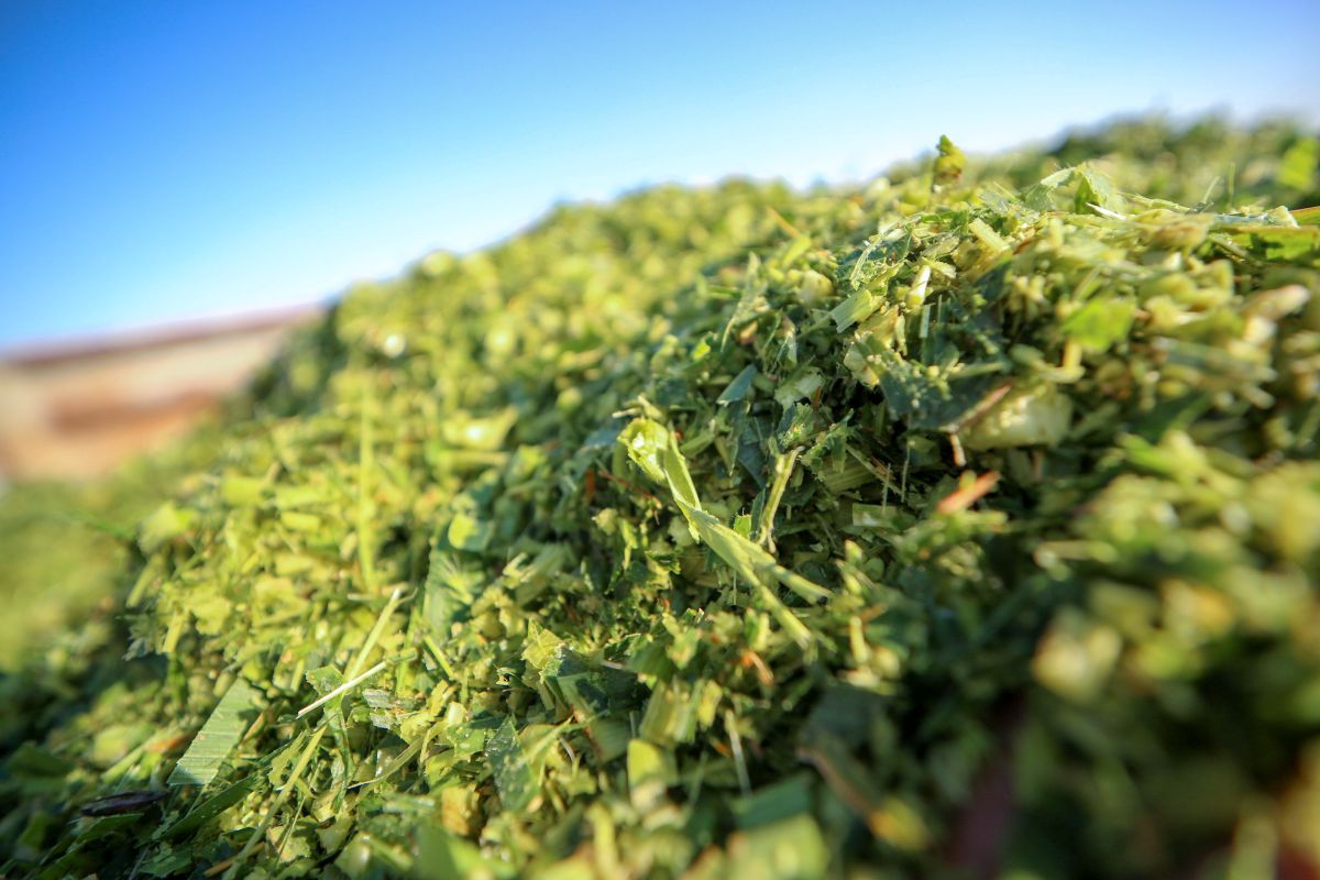 feed inventory planning