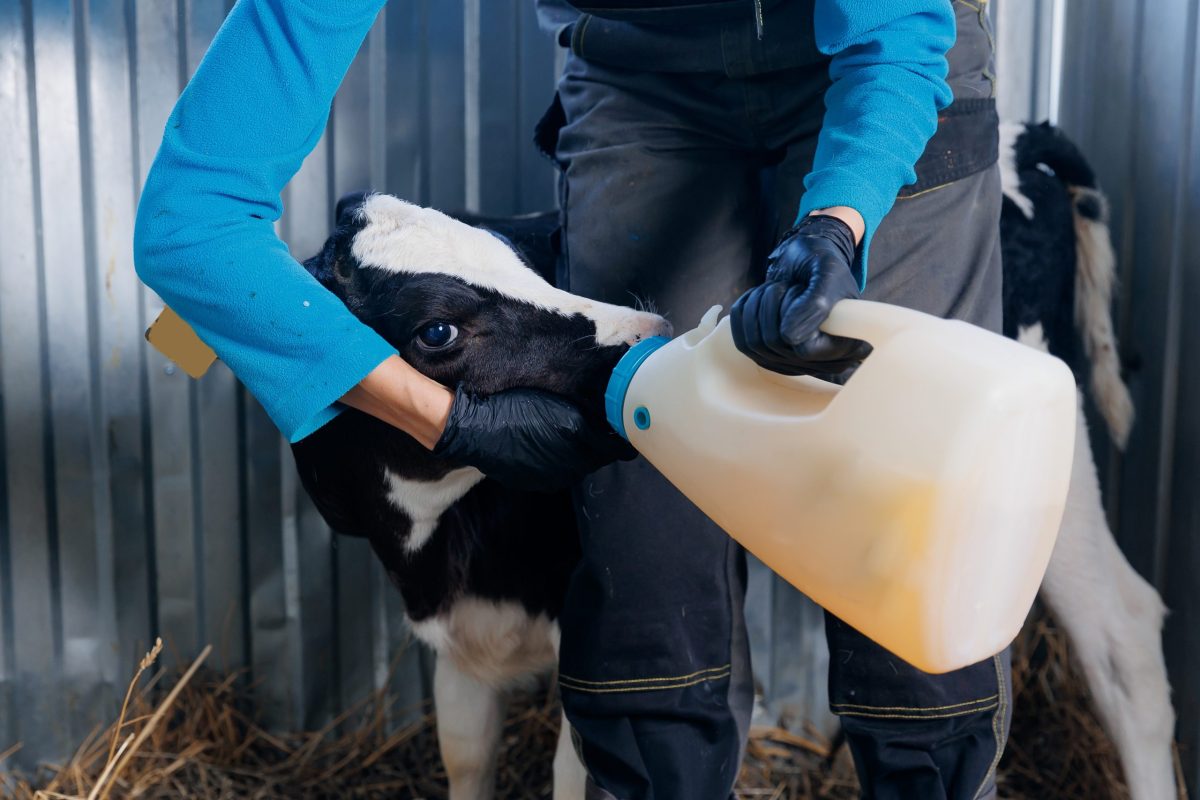 Optimal Calf Feeding