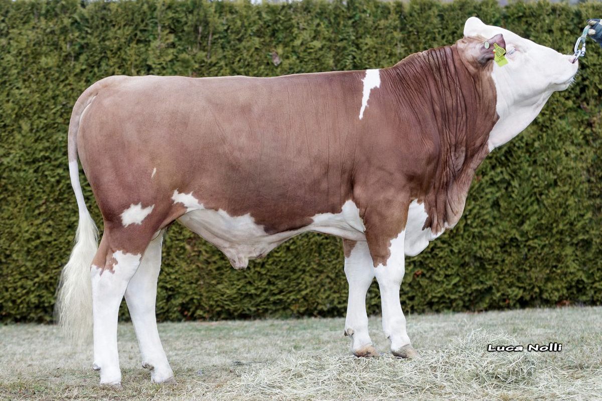 CRV Fleckvieh dairy genetics