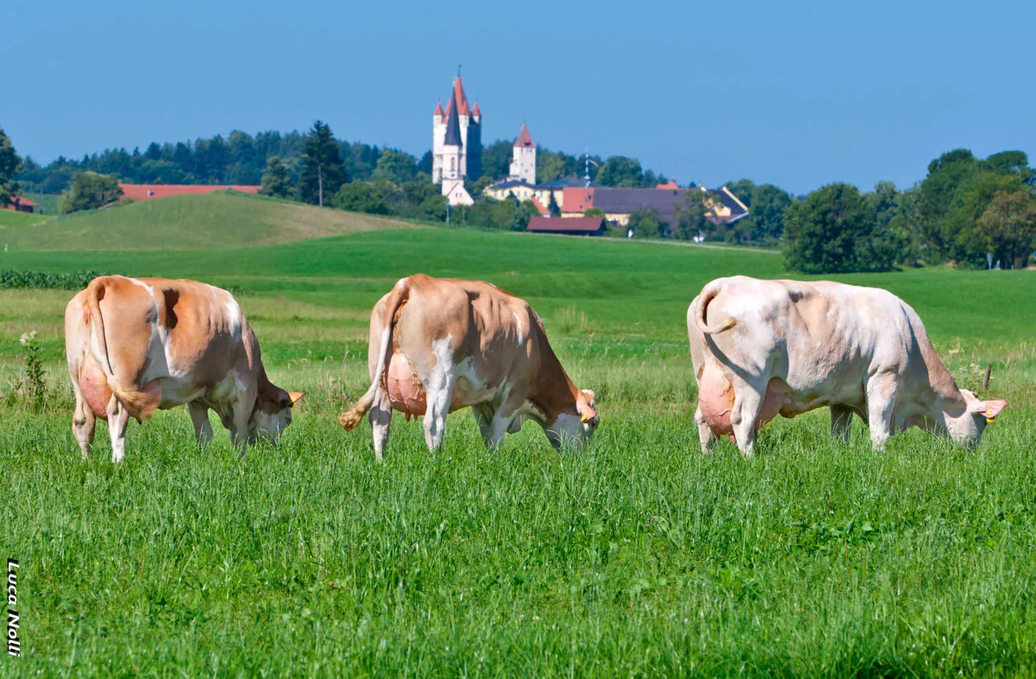 CRV Fleckvieh dairy genetics