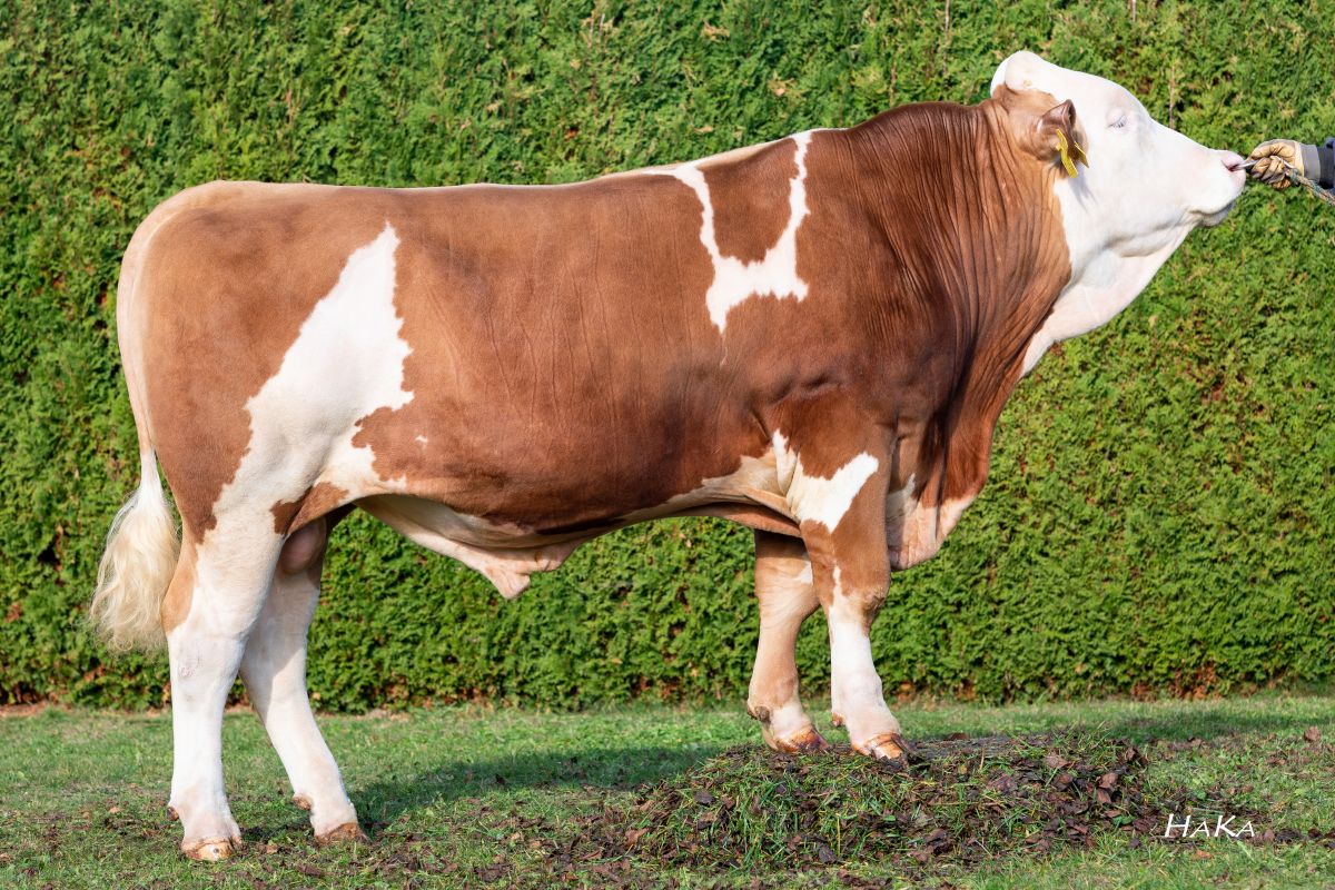 CRV Fleckvieh dairy genetics