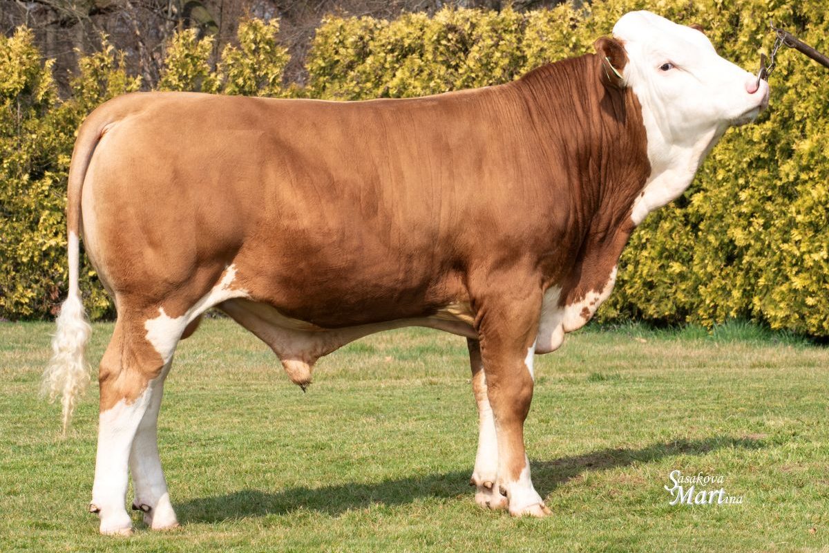 CRV Fleckvieh dairy genetics