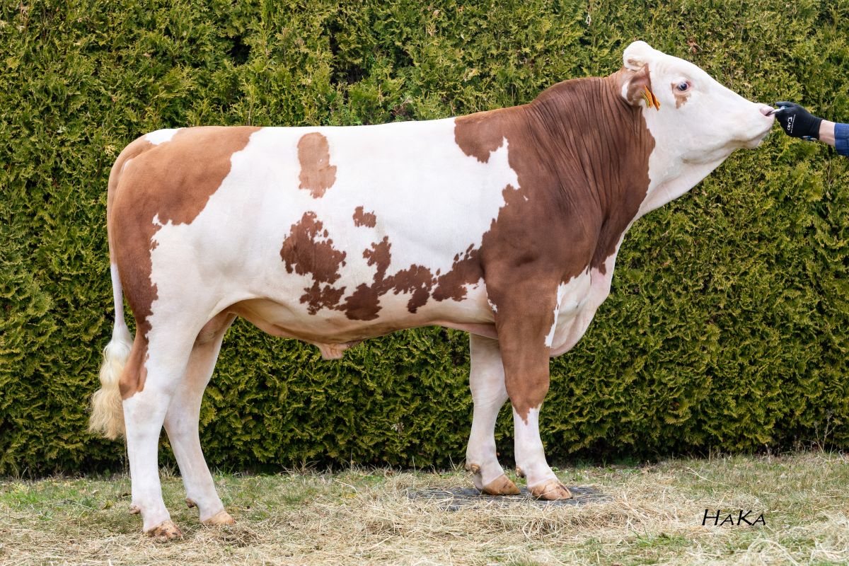 Hochfelln_DE0959967429