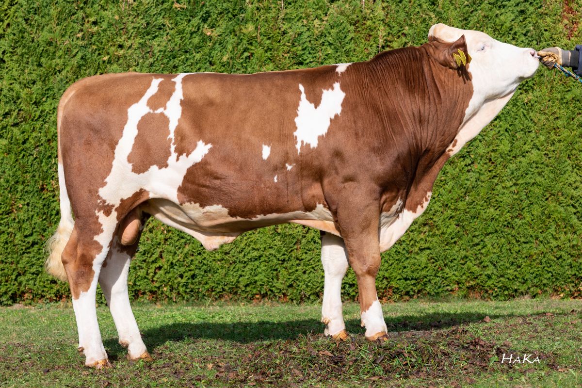 CRV Fleckvieh dairy genetics