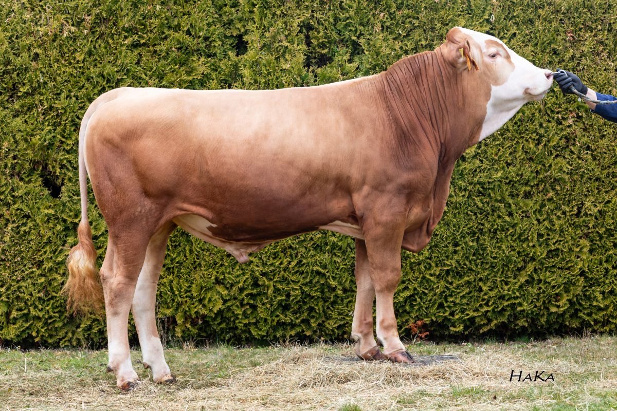 Madrigal_Pp_DE0959957695