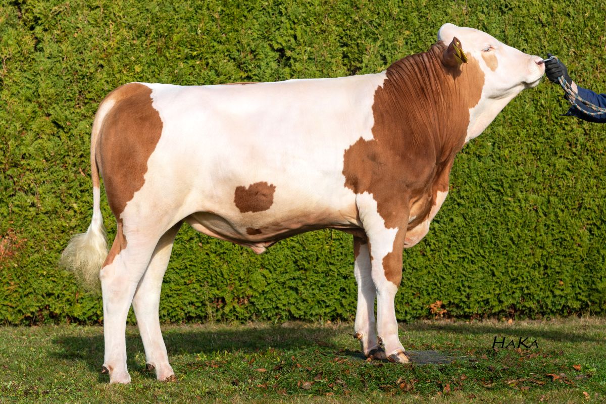 SINDBAD_PP_DE0958879408