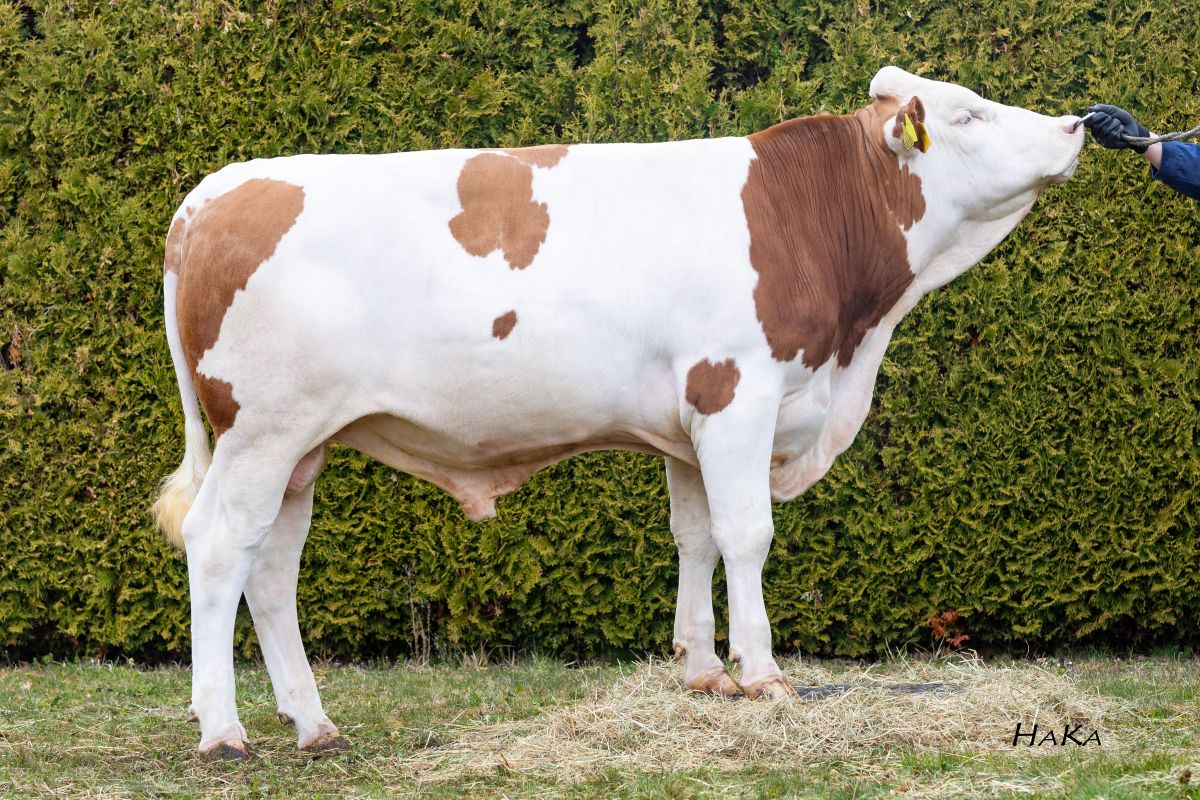 Sakaris_DE0960148201