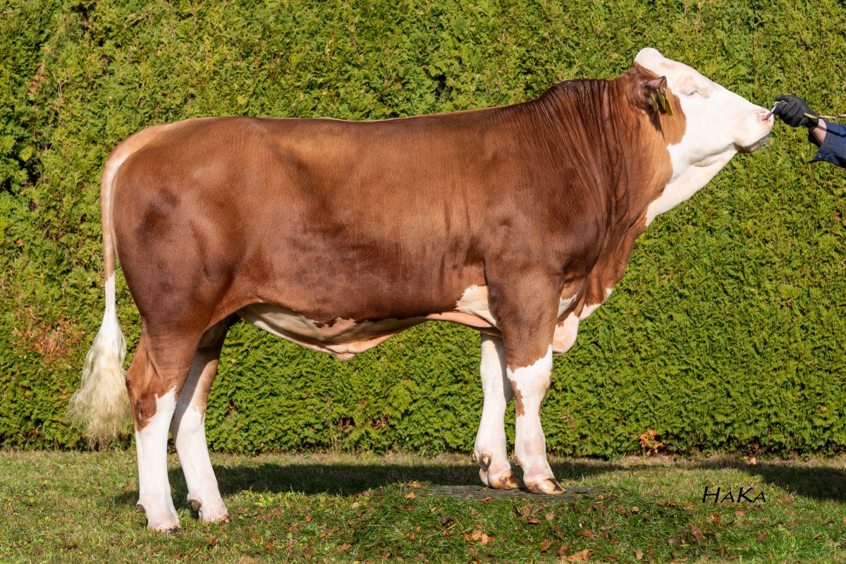 WOLFSBURG_PP_DE0668193944