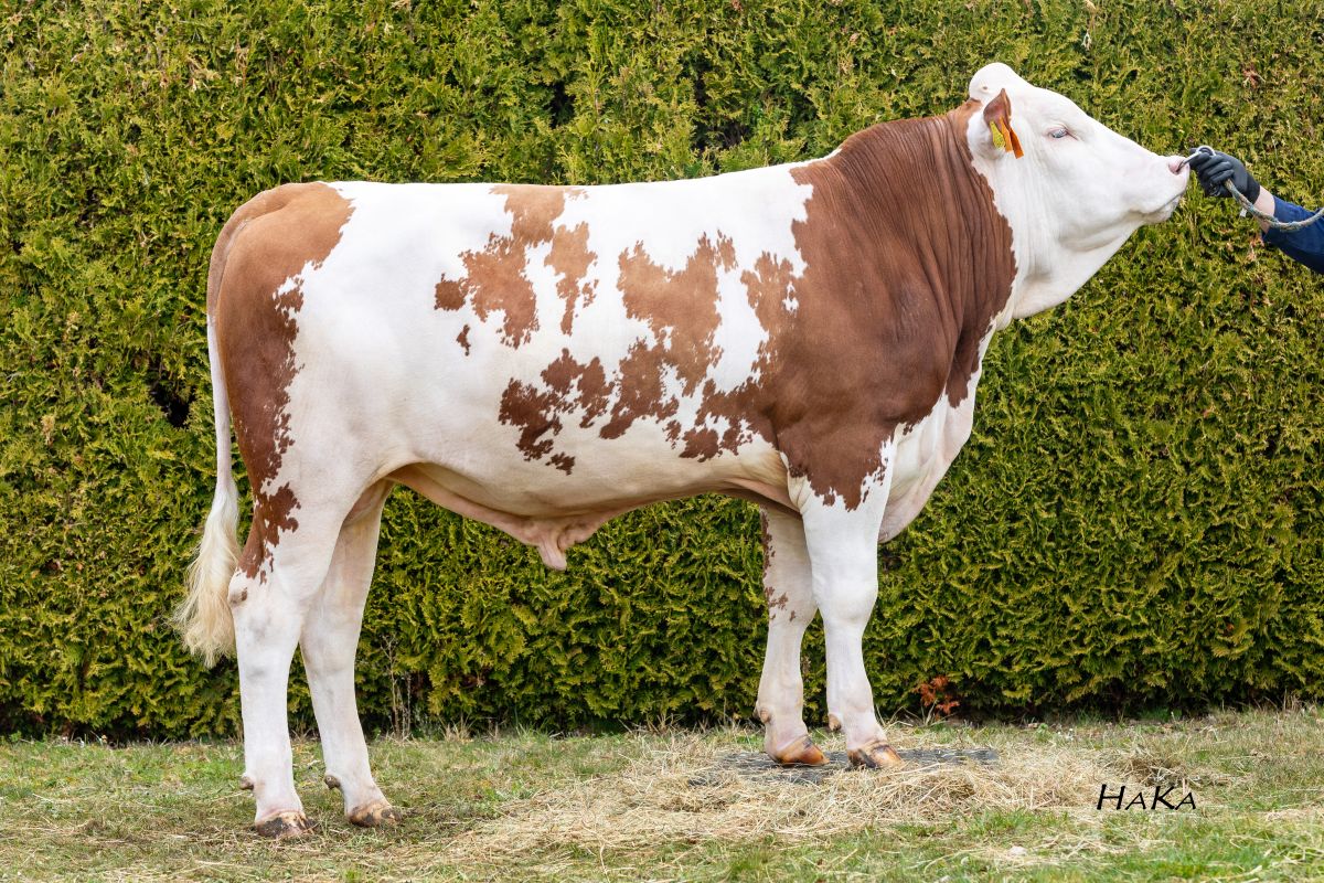 CRV Fleckvieh dairy genetics