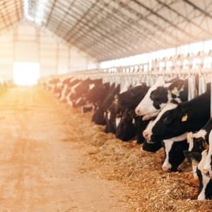 Lely Vector