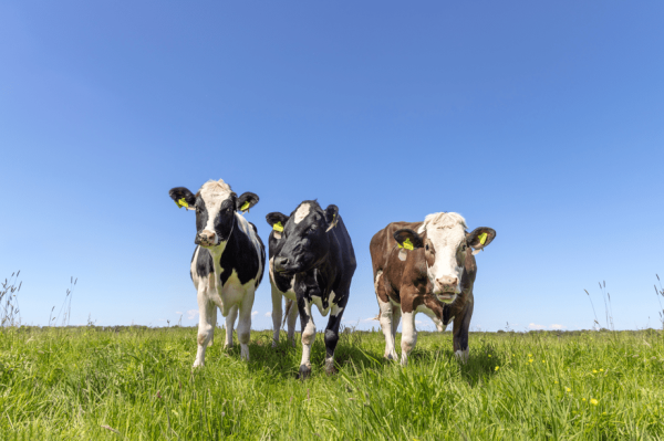 Crypto dairy calves