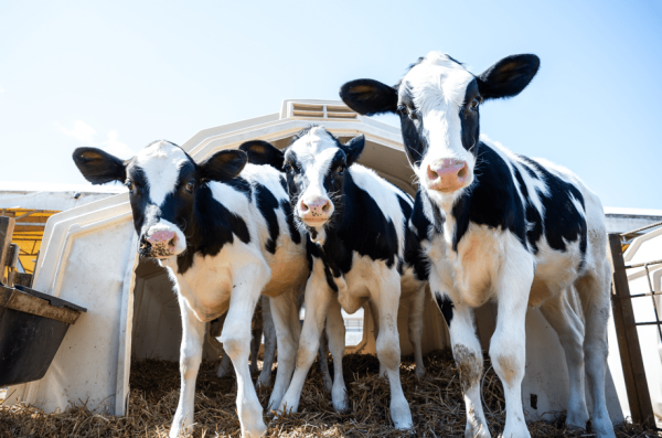 Livestock revenue protection, LRP, DRP, Dairy Revenue Protection, Dairy Insurance, Bottomline
