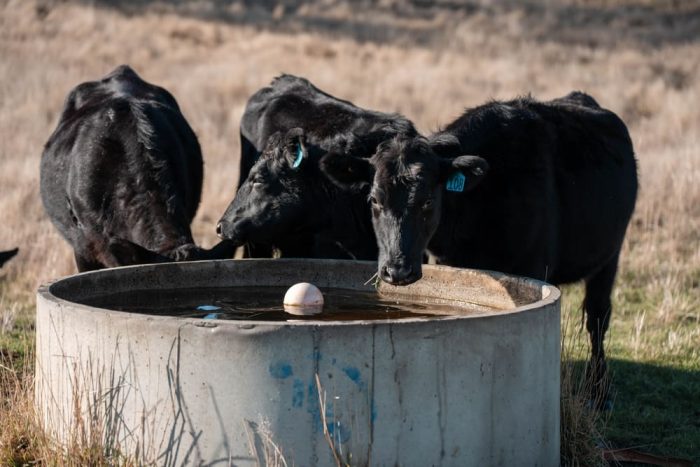 cattle heat stress