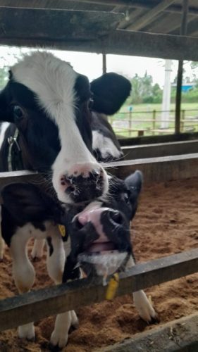 dairy calf diarrhea sick calves coccidiosis crytosporidiosis
